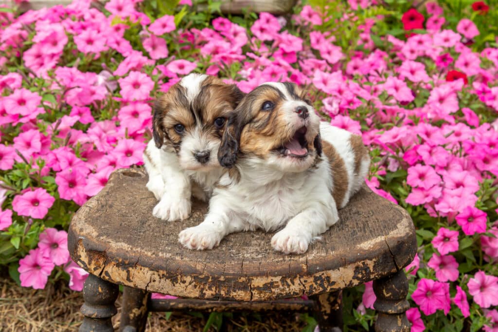 cavachon puppies for sale in pa