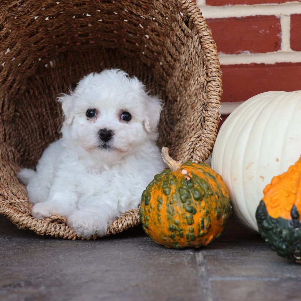 bichon frise puppy for sale