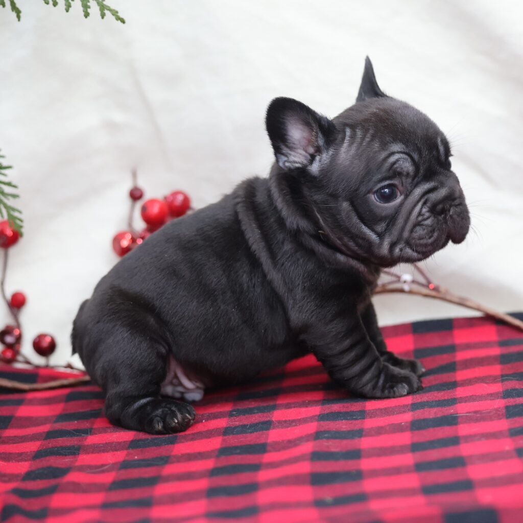 buy frenchie puppy