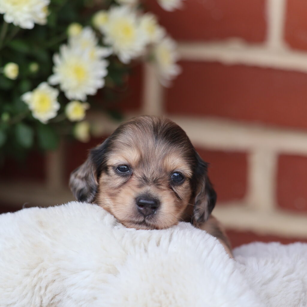 dachshund puppies for sale and sausage dog