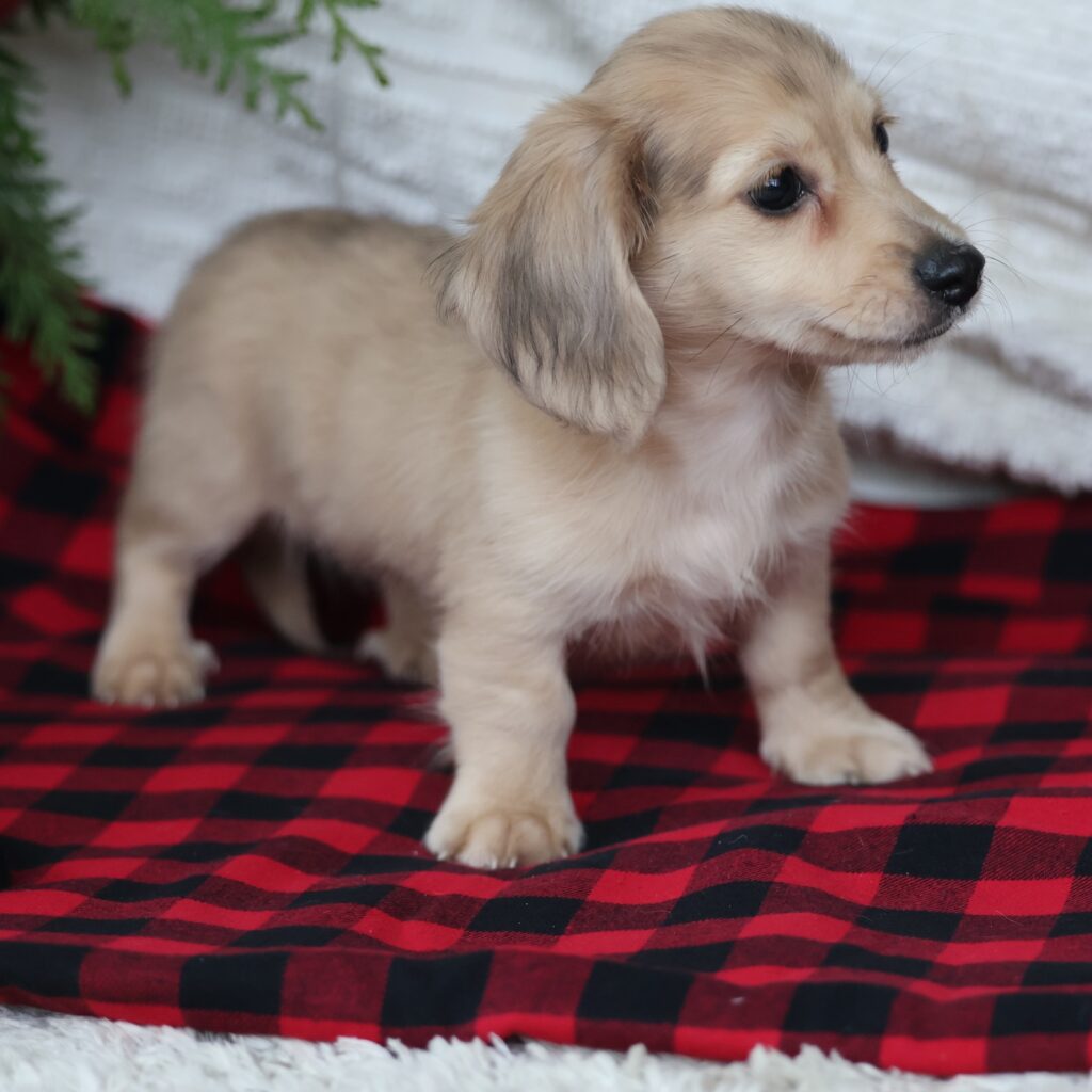 dachshund breeders