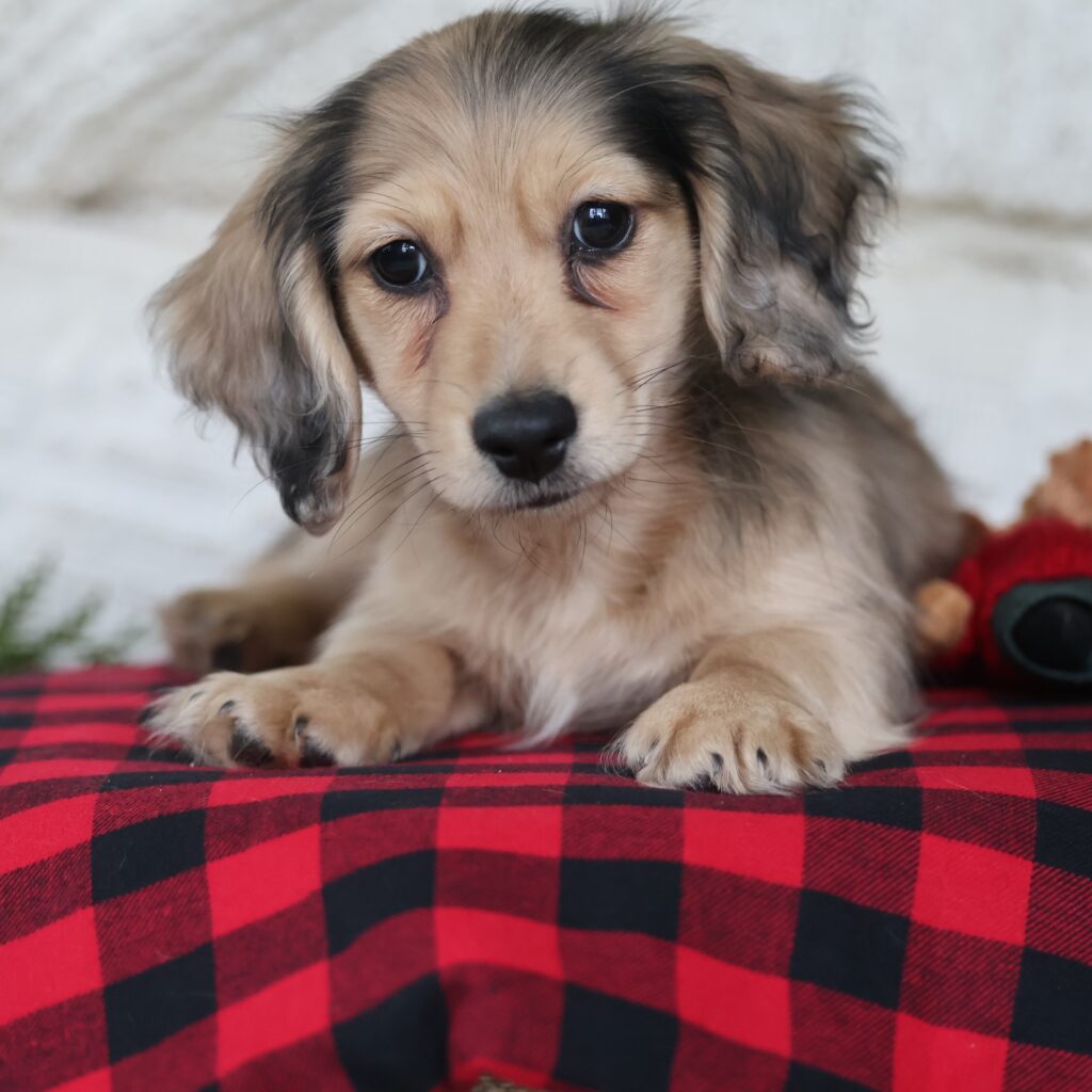 dachshund dachshund puppy