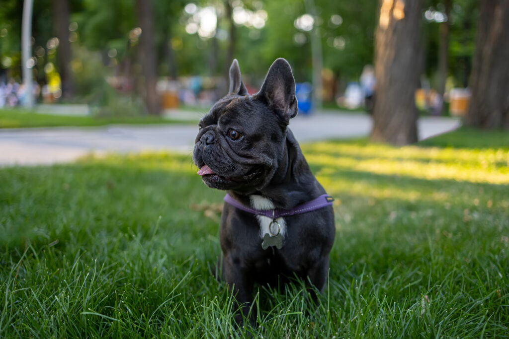 frenchie french bulldog