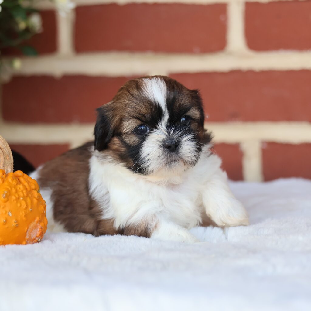 dogs for sale shih tzu puppies for sale