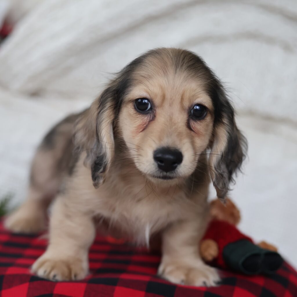 fluffy dachshund