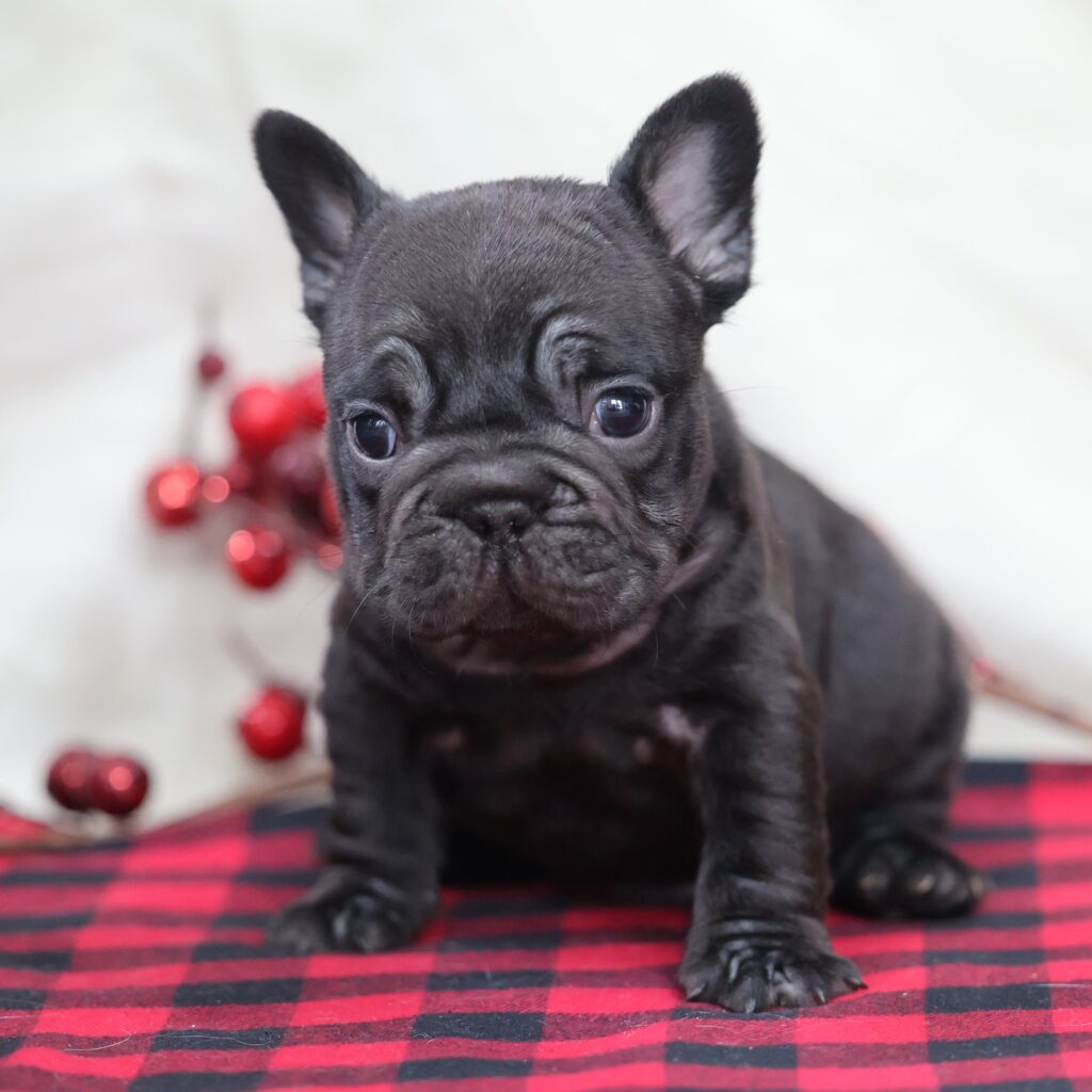frenchie dog for sale