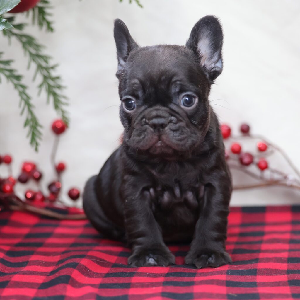 frenchies