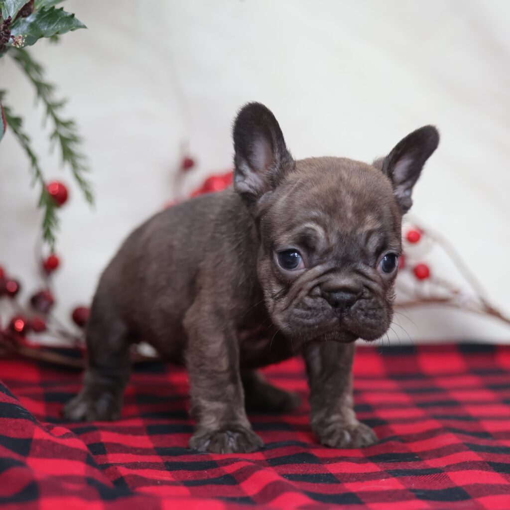 frenchies near me