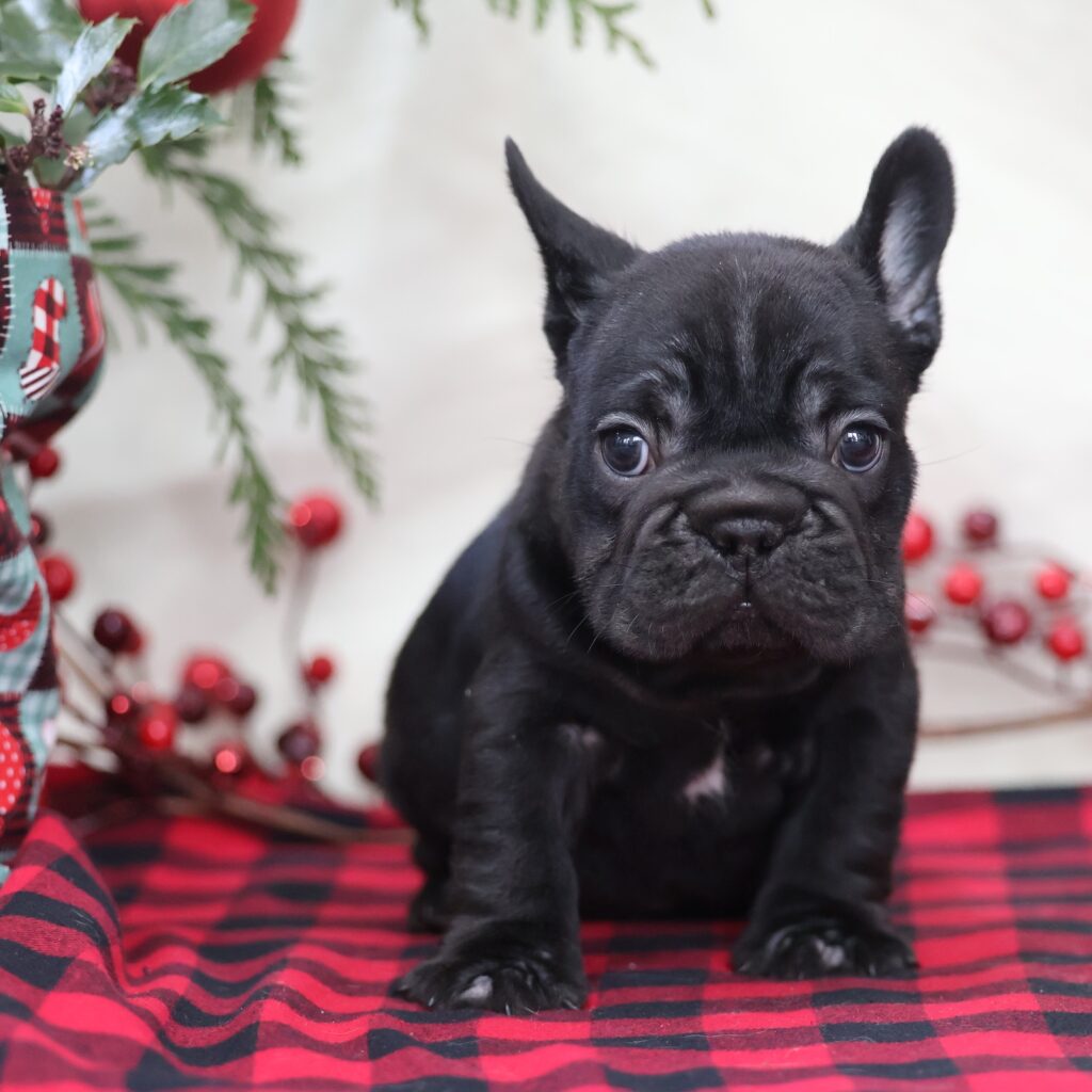 frenchy puppy