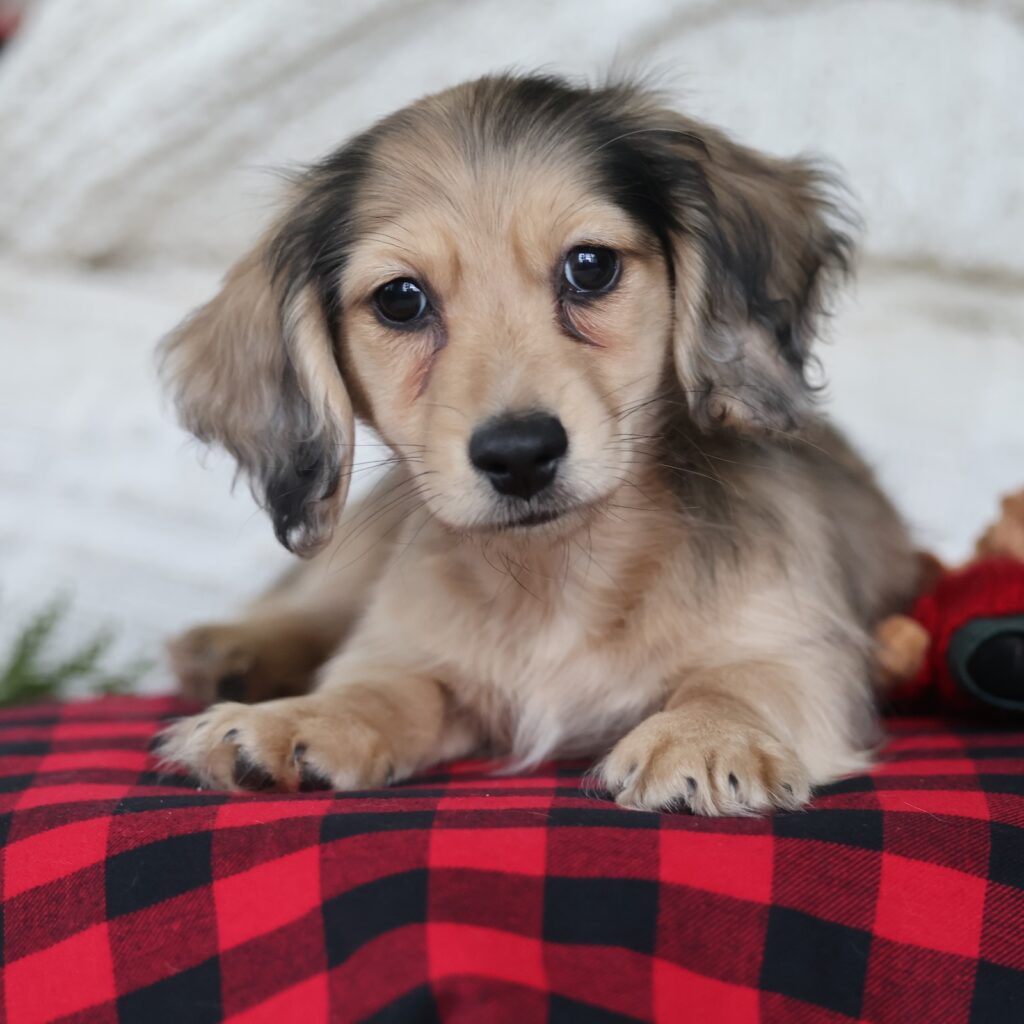 long-haired dachshund