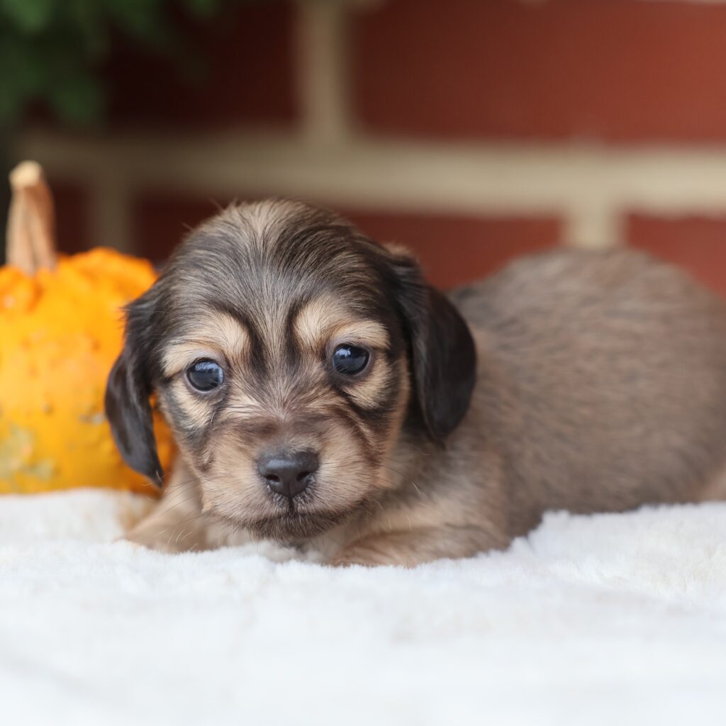 miniature dachshund small puppies for sale