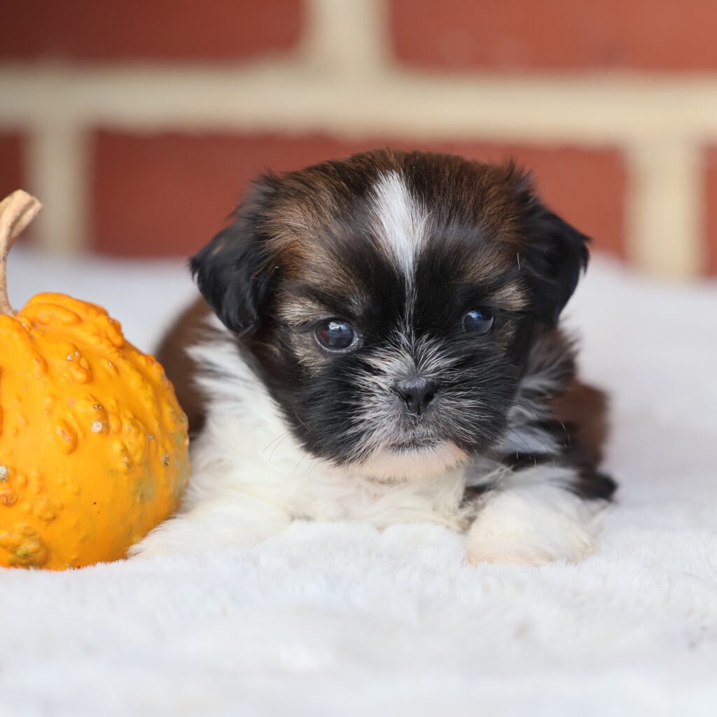 shih tzu breeders puppies for sale