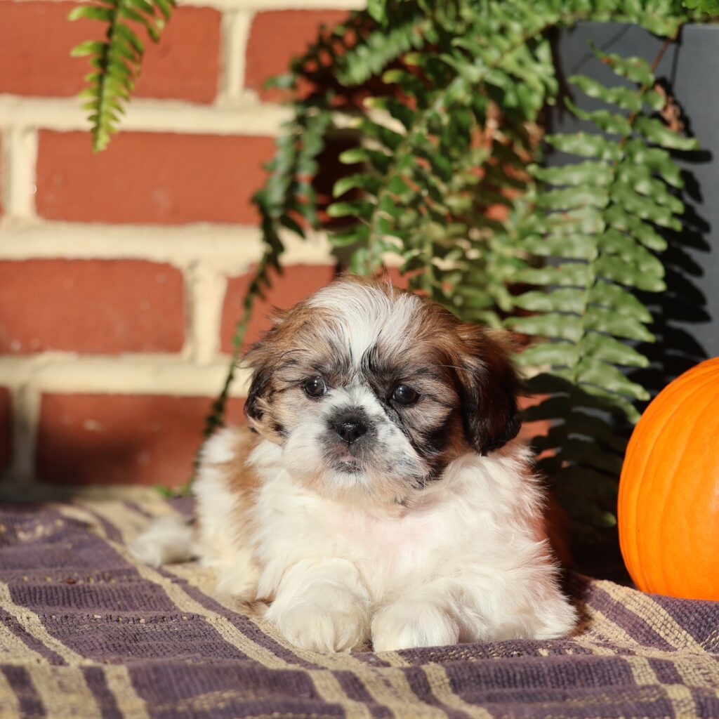 shih tzu puppies for adoption