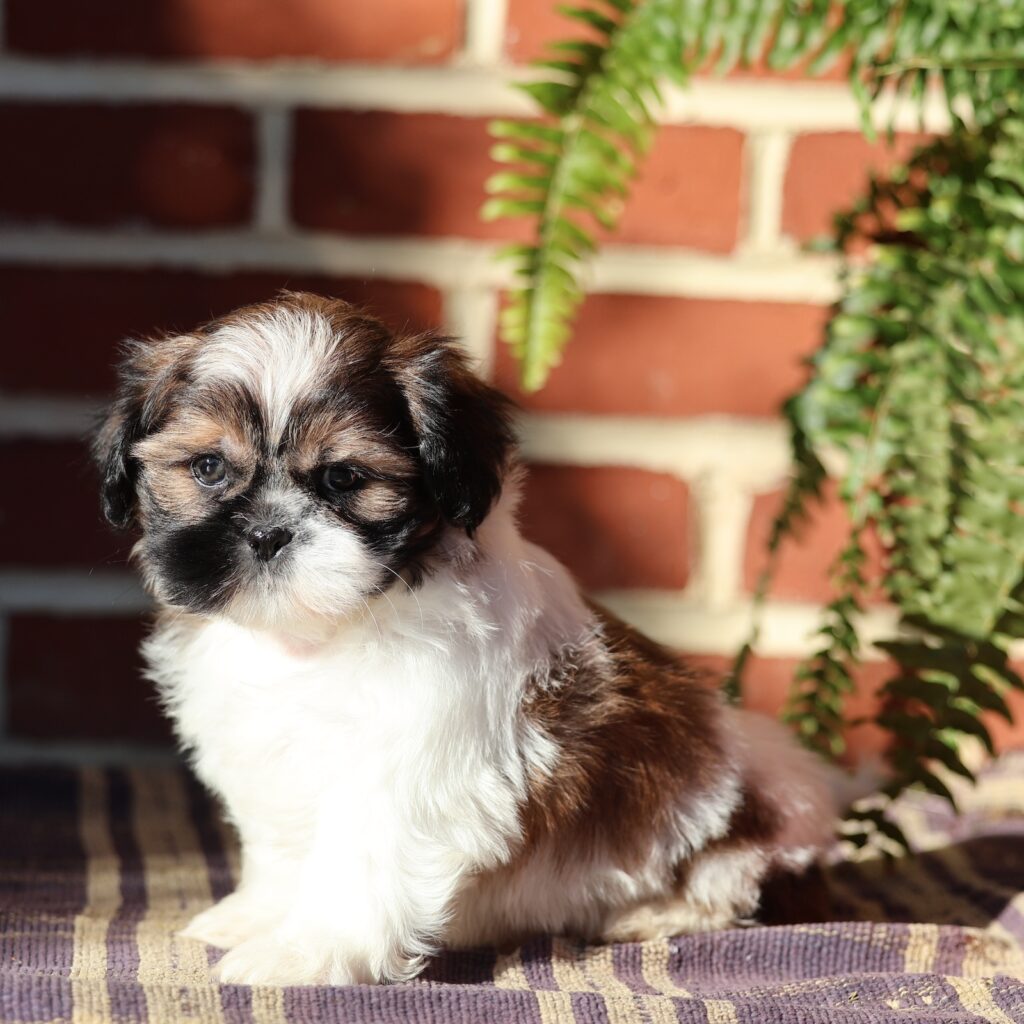 shih tzu puppies near me