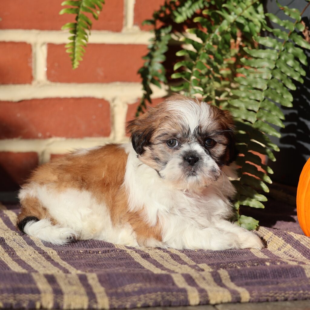 shih tzu puppy adoption