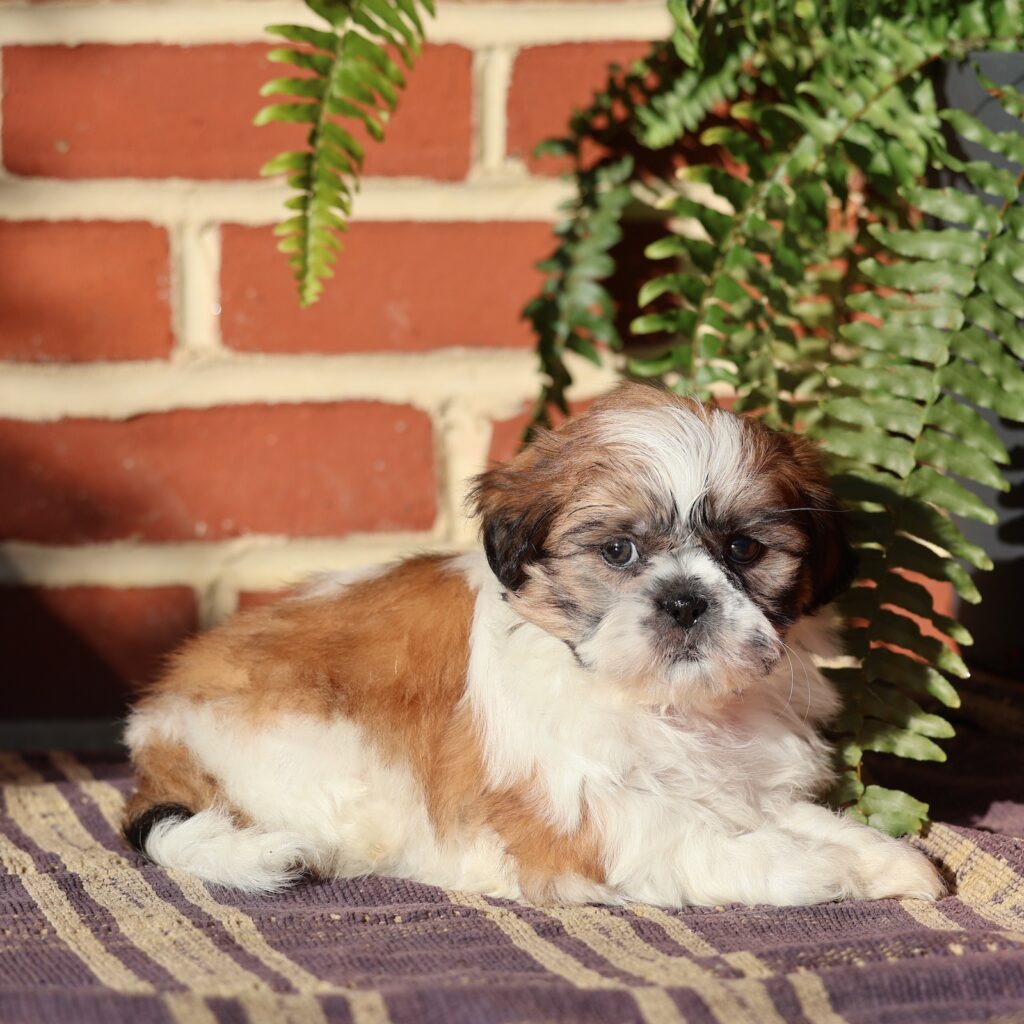shih tzu puppy sale