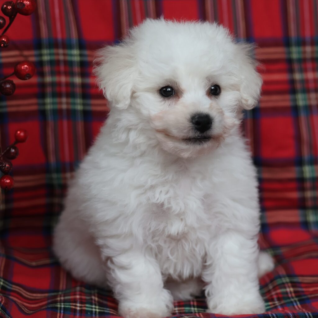 small white puppies