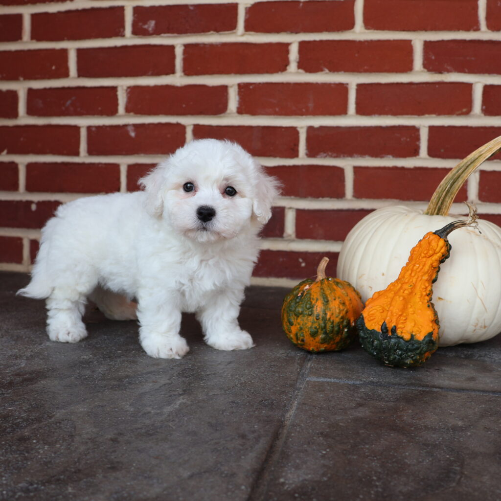 white bichon frise for sale