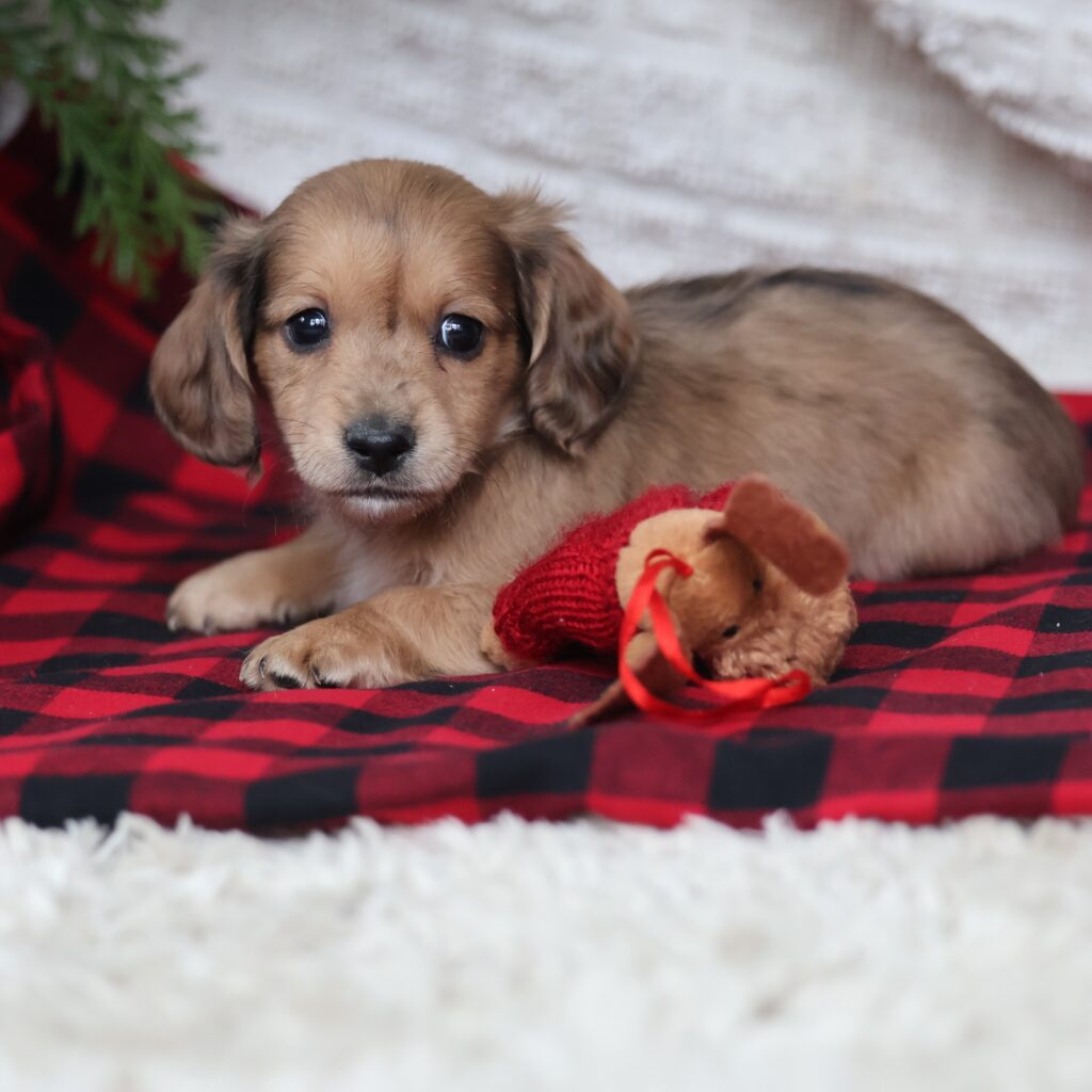 long-haired dachshund