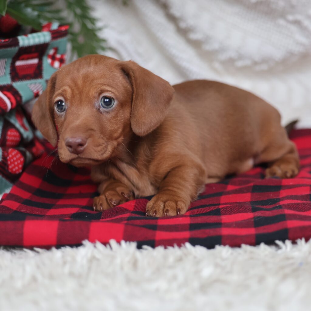 mini dachshund puppies