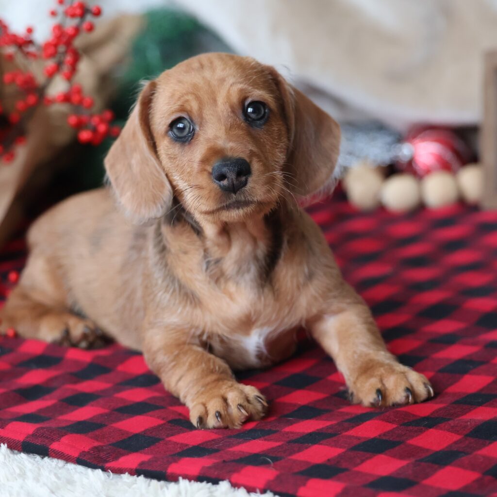 mini dachshund puppies for sale
