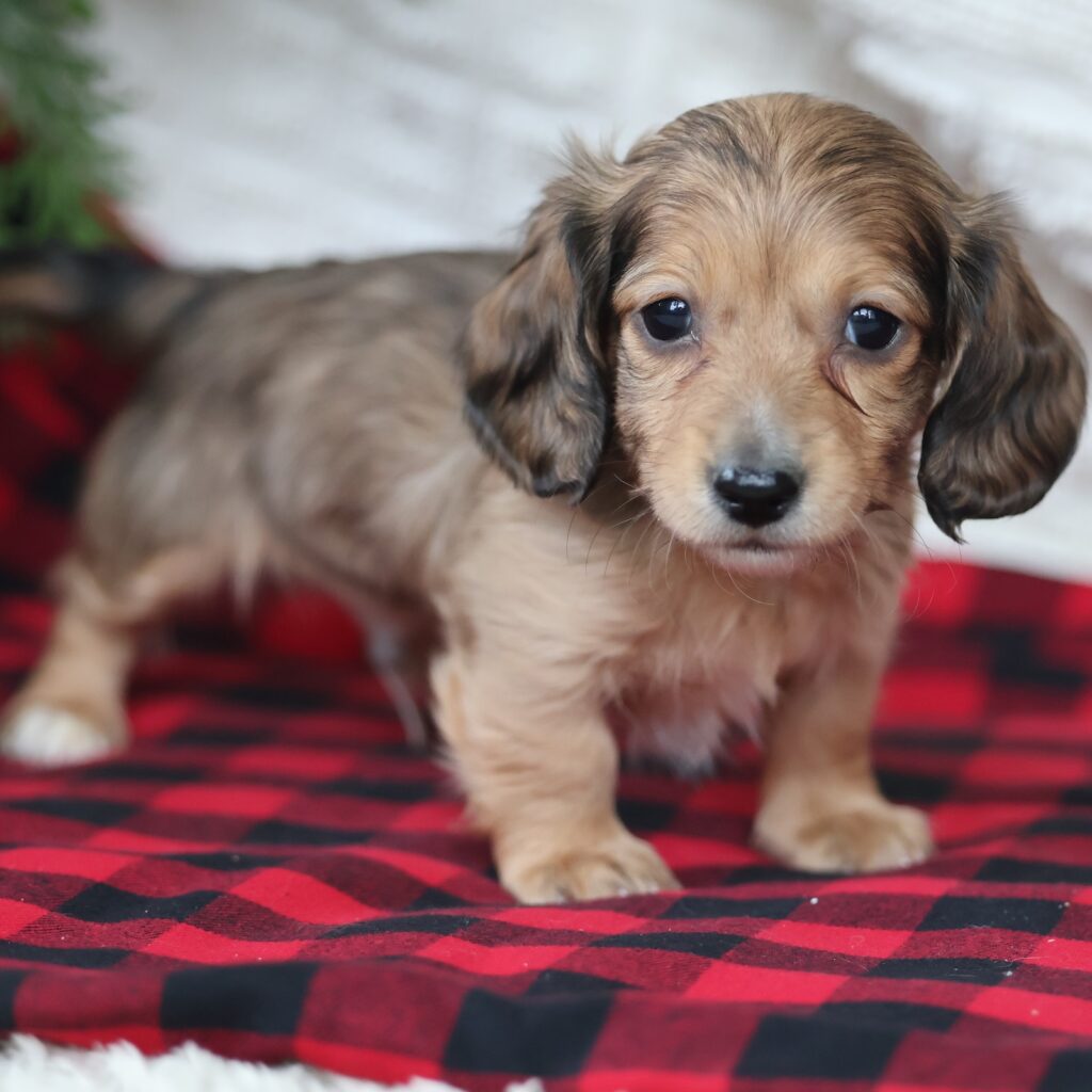 miniature dachshund puppies