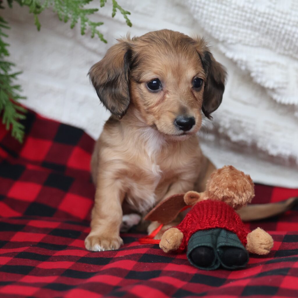 miniature long haired dachshund puppies for sale