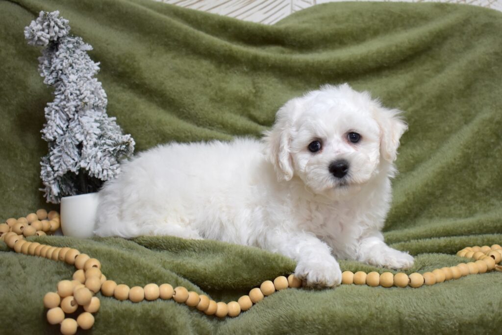 bichon frise