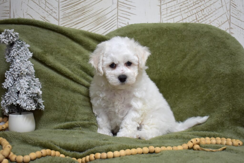 bichon frisé