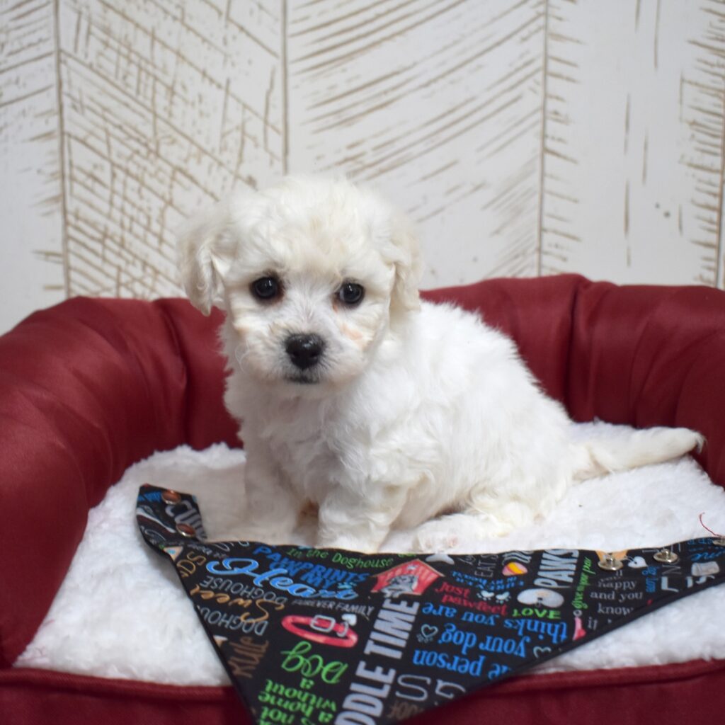 bichon frise