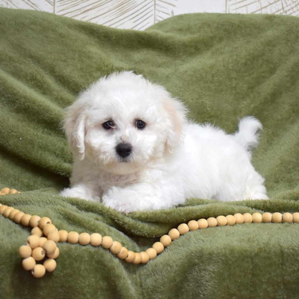 bichon frise breeders