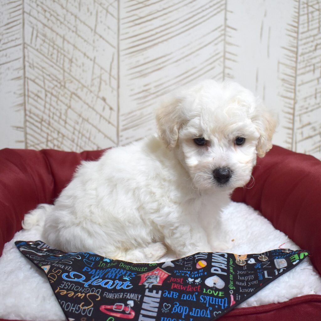 bichon frise dog for sale