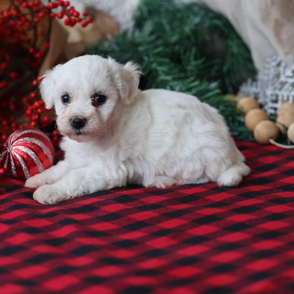 bichon frise dog for sale
