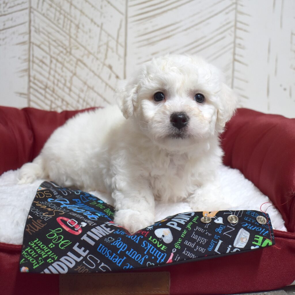 bichon frise dogs