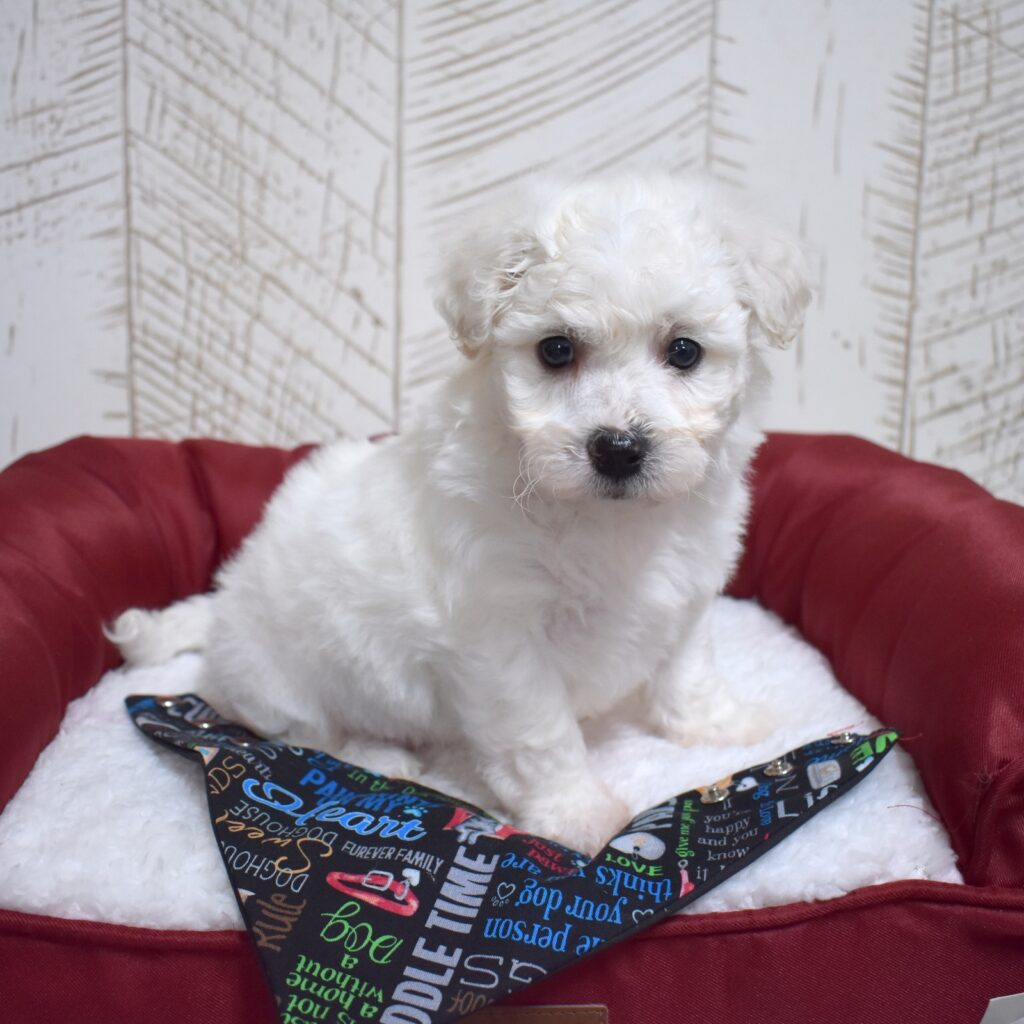 bichon frise dogs for sale near me