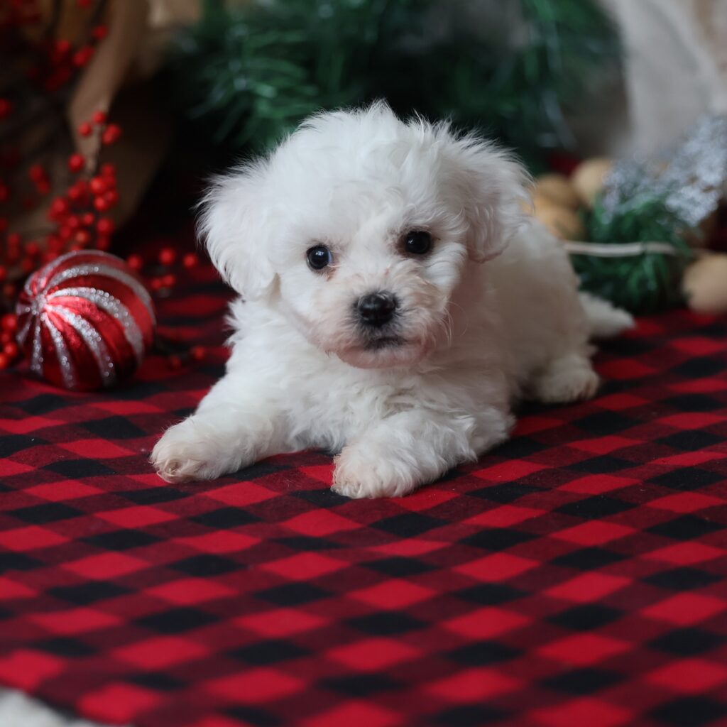 bichon frise for sale