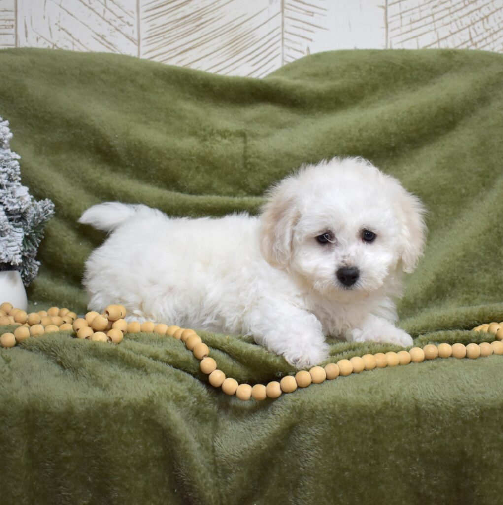 bichon frise for sale near me