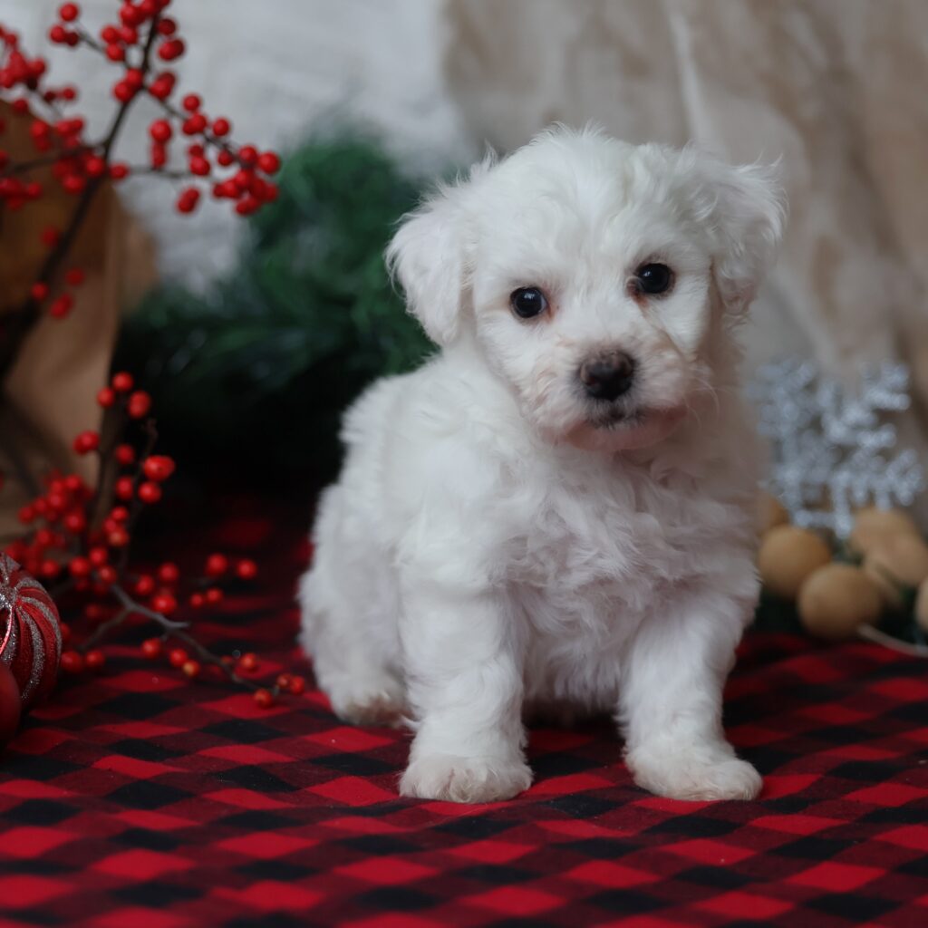 bichon frise puppies for adoption