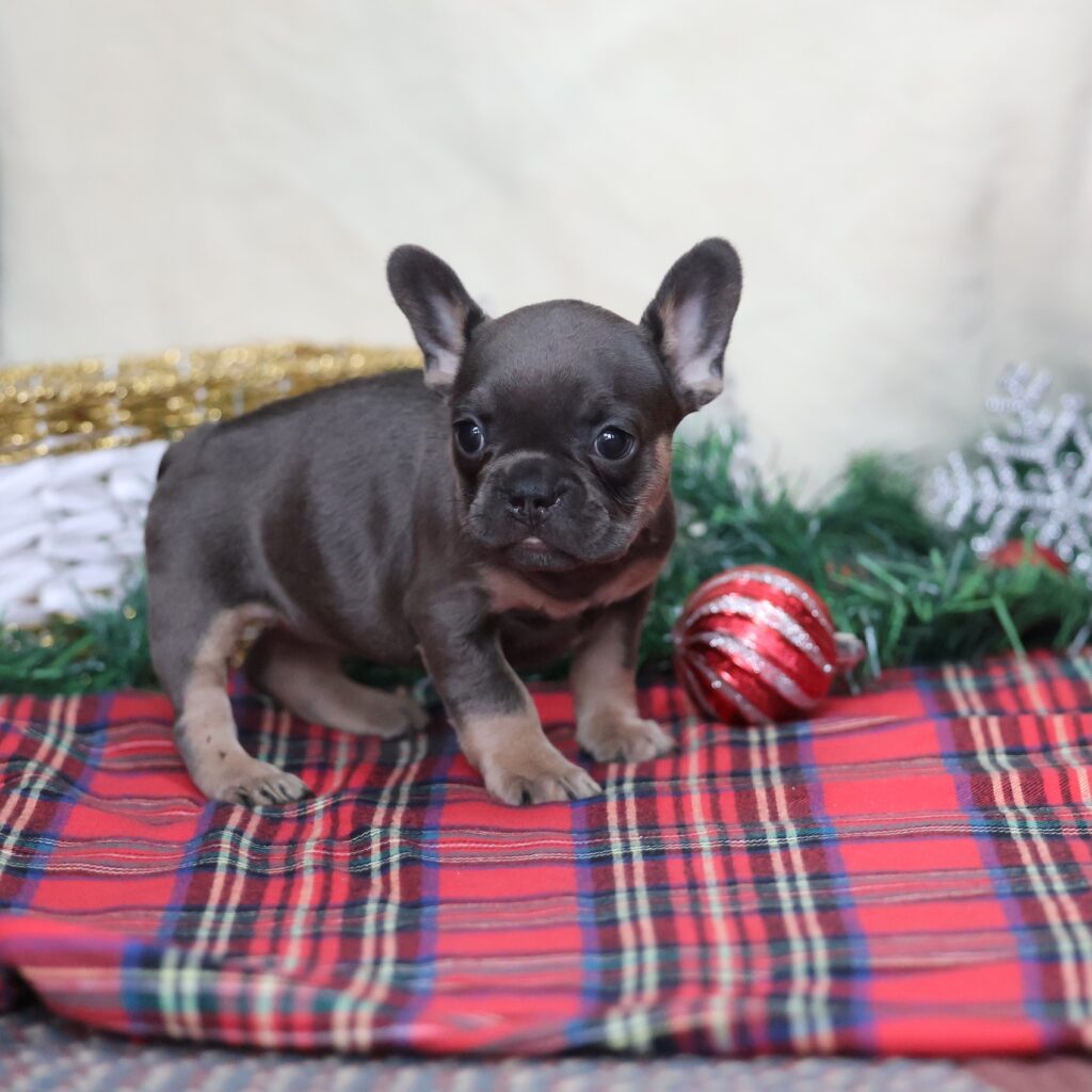 black frenchie