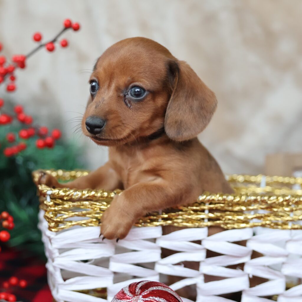 dachshund puppies for sale