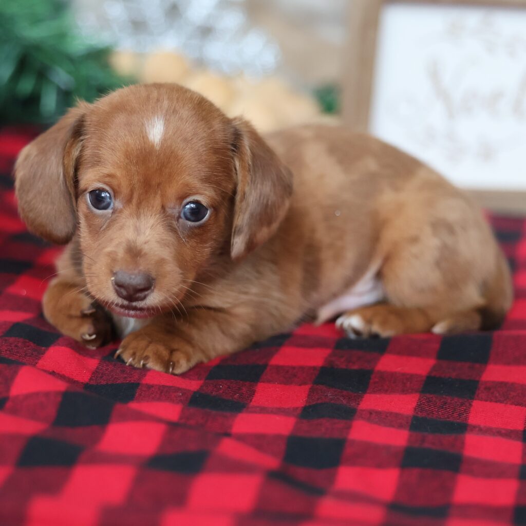 dachshunds for adoption
