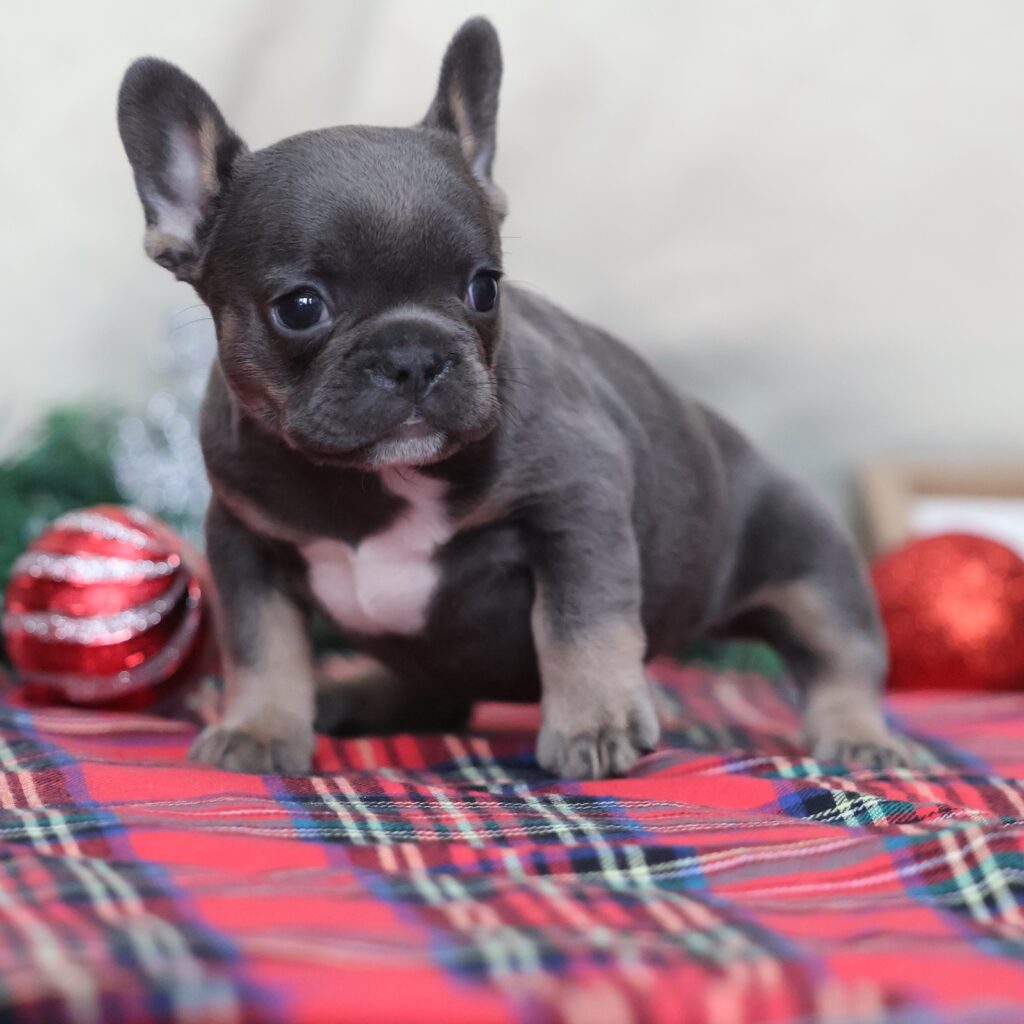 dog frenchie