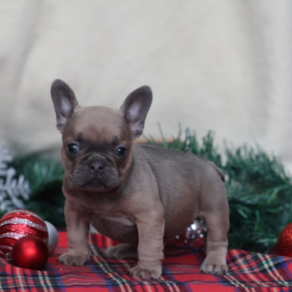 fluffy frenchie