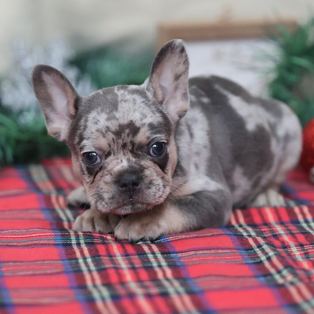 french bull dog puppies in pa