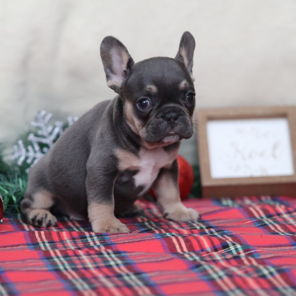 frenchie dog