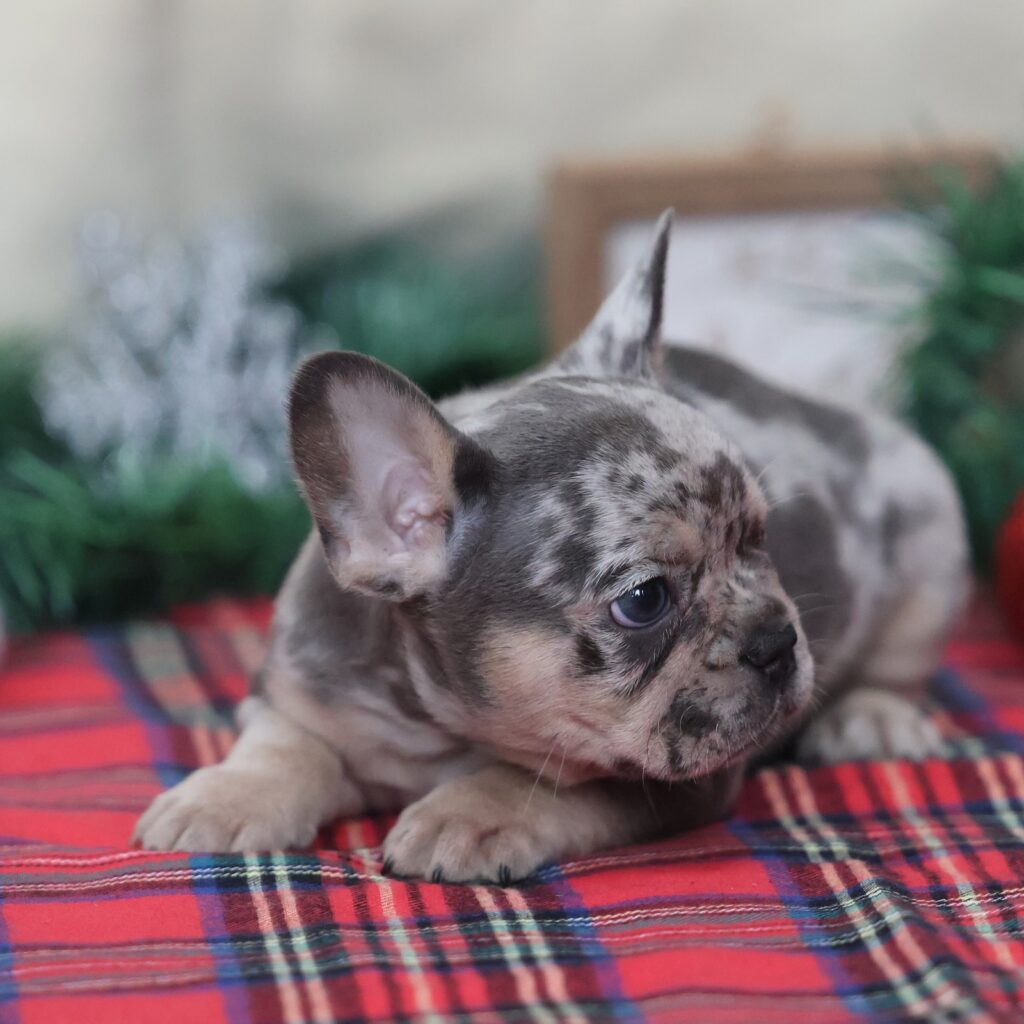 frenchy dogs