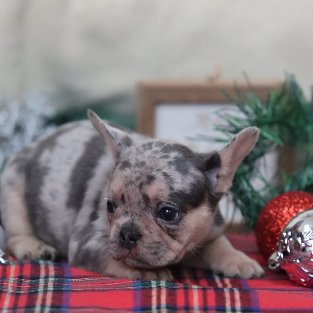 merle frenchie