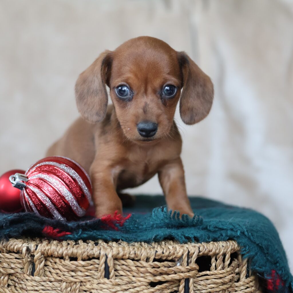 mini dachshund