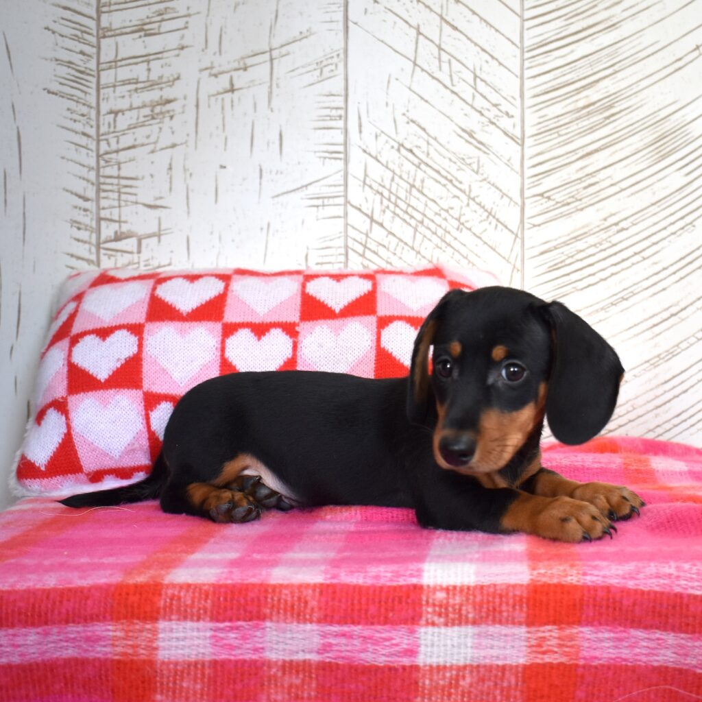 miniature dachshund puppies for sale near me
