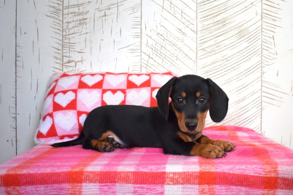 miniature dachshunds